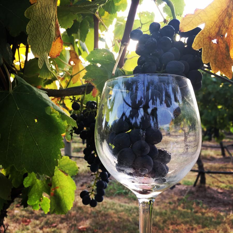 Tranquil Vale Vineyard Hotel Luskintyre Exterior foto