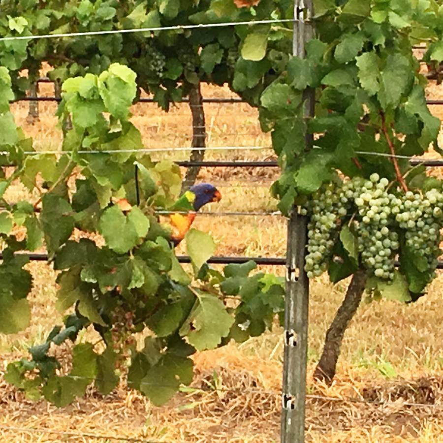 Tranquil Vale Vineyard Hotel Luskintyre Exterior foto